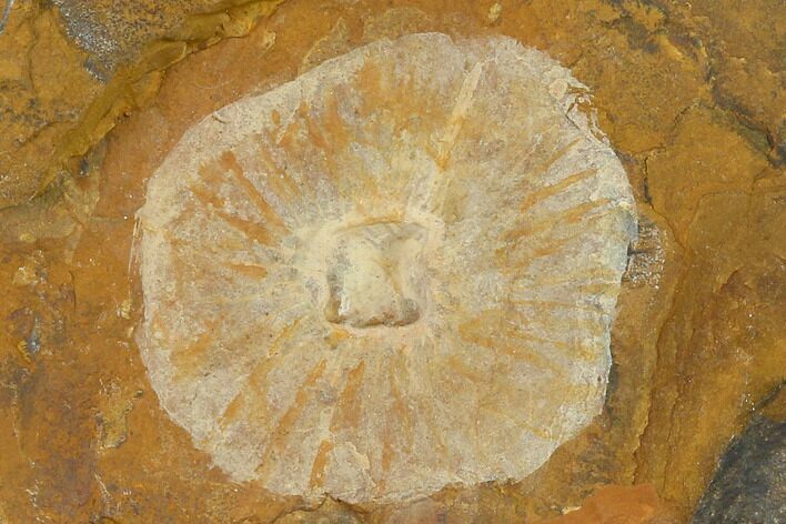 Fossil Winged Walnut (Juglandaceae) Fruit - North Dakota #133040